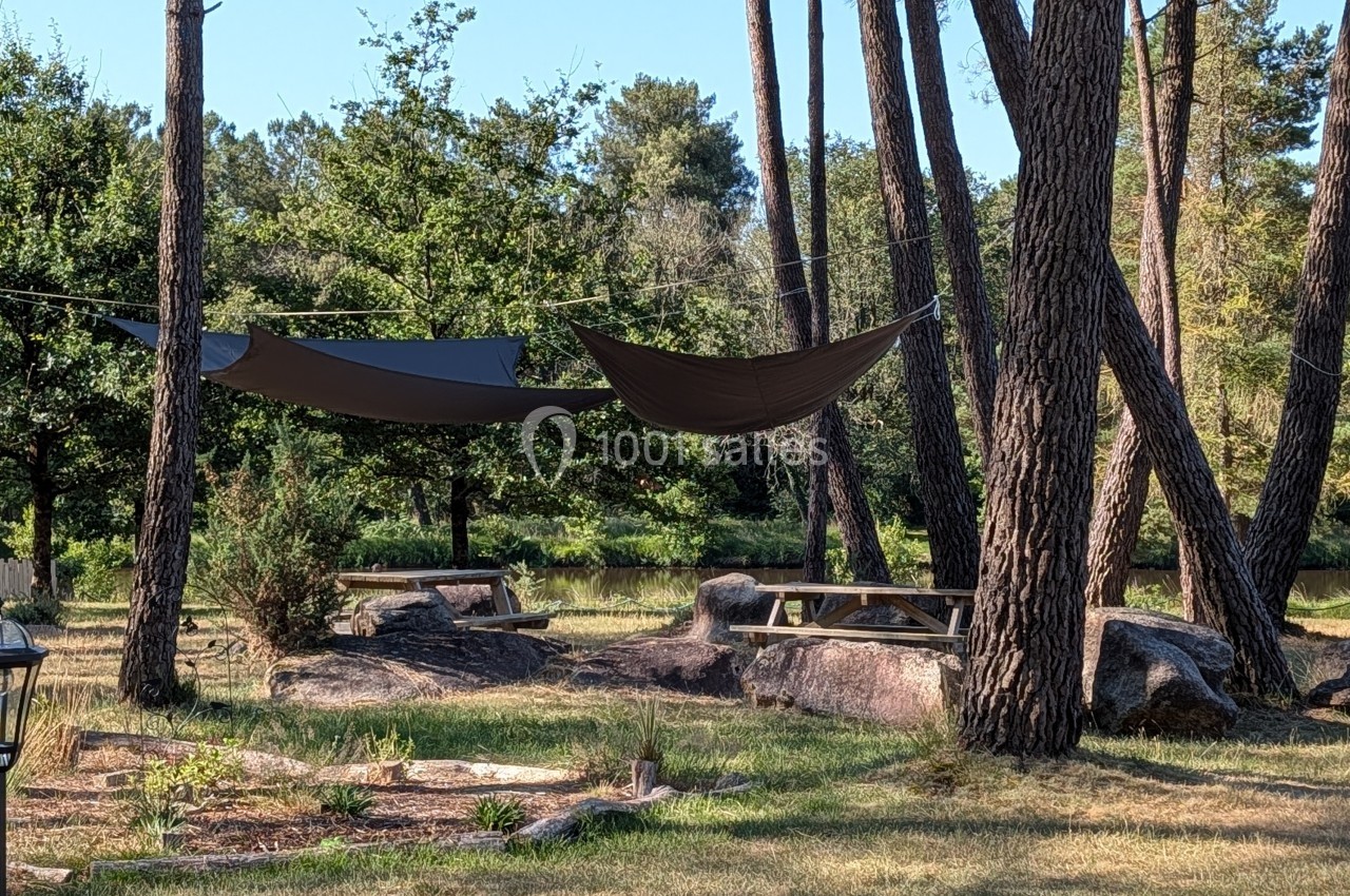 Deux hamacs suspendus entre des pins dans un espace naturel avec tables de pique-nique et végétation.