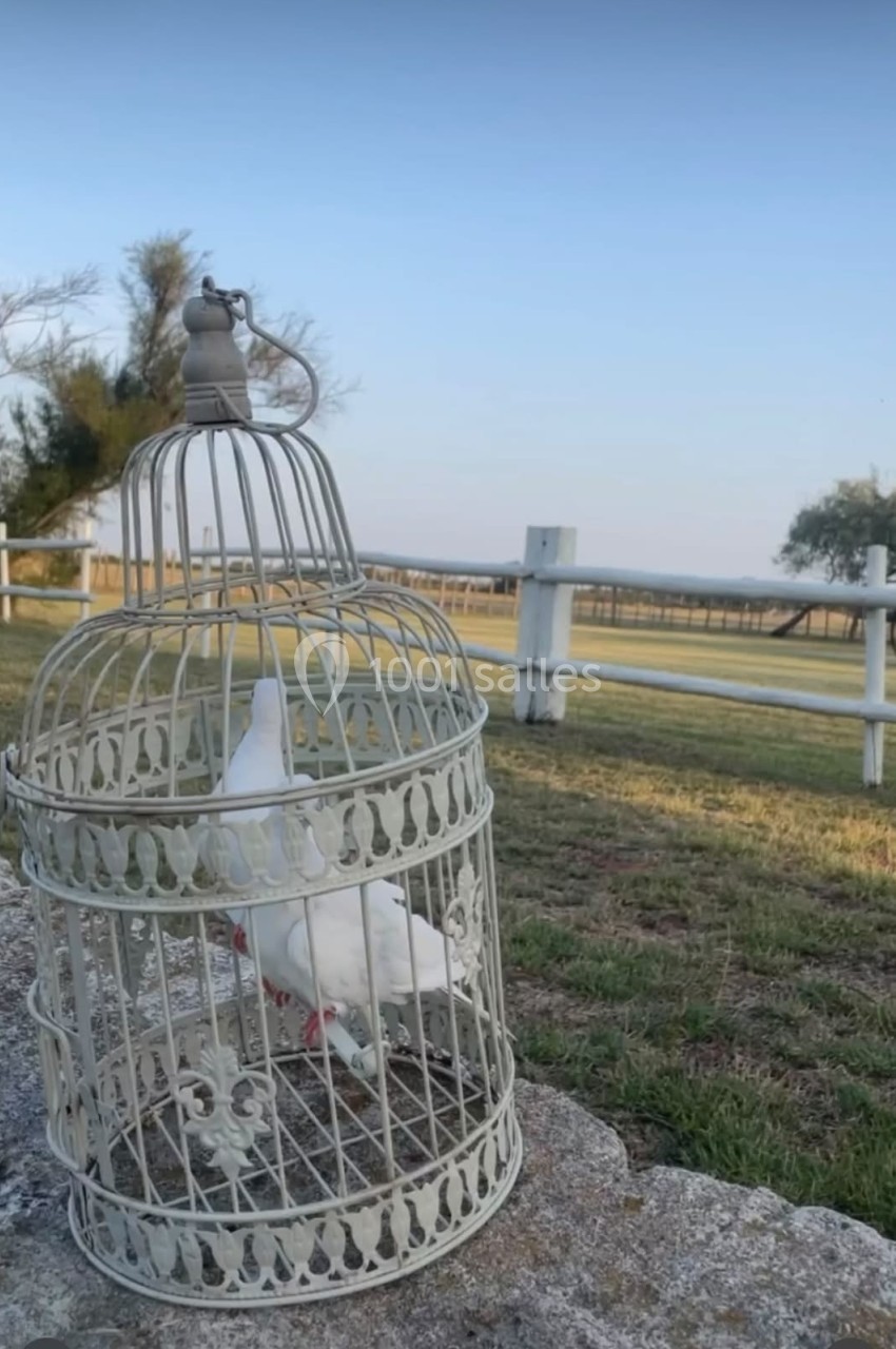 Une colombe blanche dans une cage décorative posée sur un muret, avec un champ et une clôture en arrière-plan.