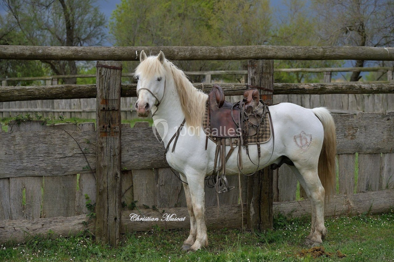 Cheval blanc sellé attaché à une clôture en bois, dans un environnement rural avec des arbres en arrière-plan.
