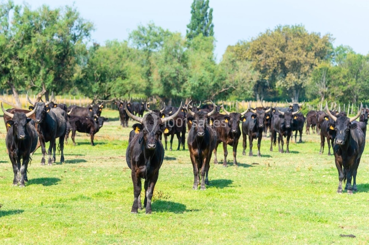Un troupeau de taureaux noirs dans un pré verdoyant, entouré d'arbres et de végétation.