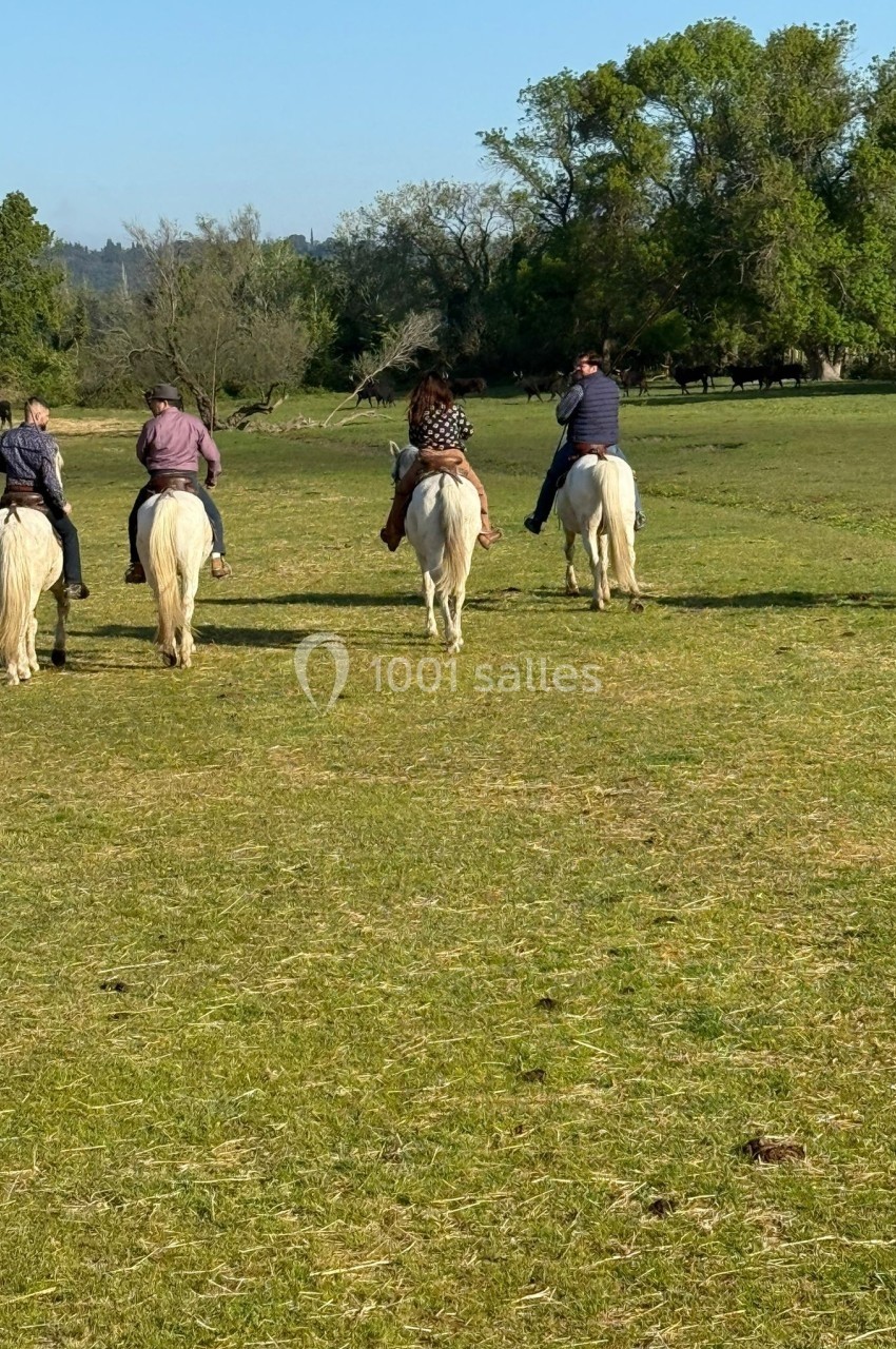 Quatre personnes à cheval, vues de dos, traversant une prairie verdoyante par une journée ensoleillée.
