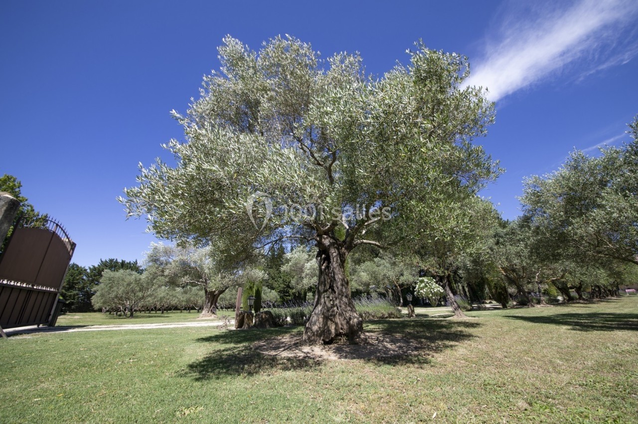 Olivier dans un parc ensoleillé, entouré de pelouse et d'autres arbres sous un ciel bleu dégagé.