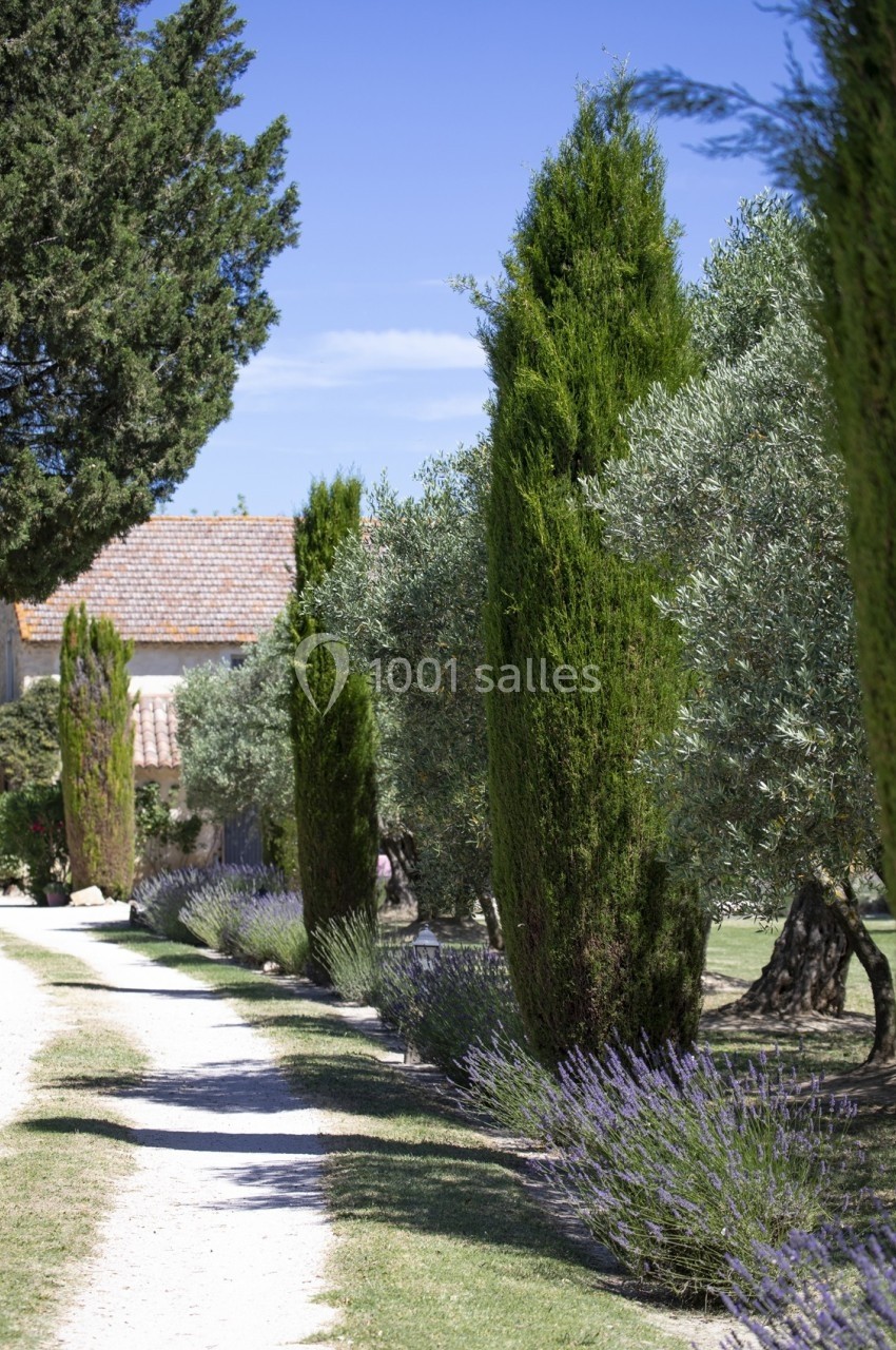 Allée bordée de cyprès, lavandes et oliviers, menant à une maison avec toit en tuiles sous un ciel bleu.
