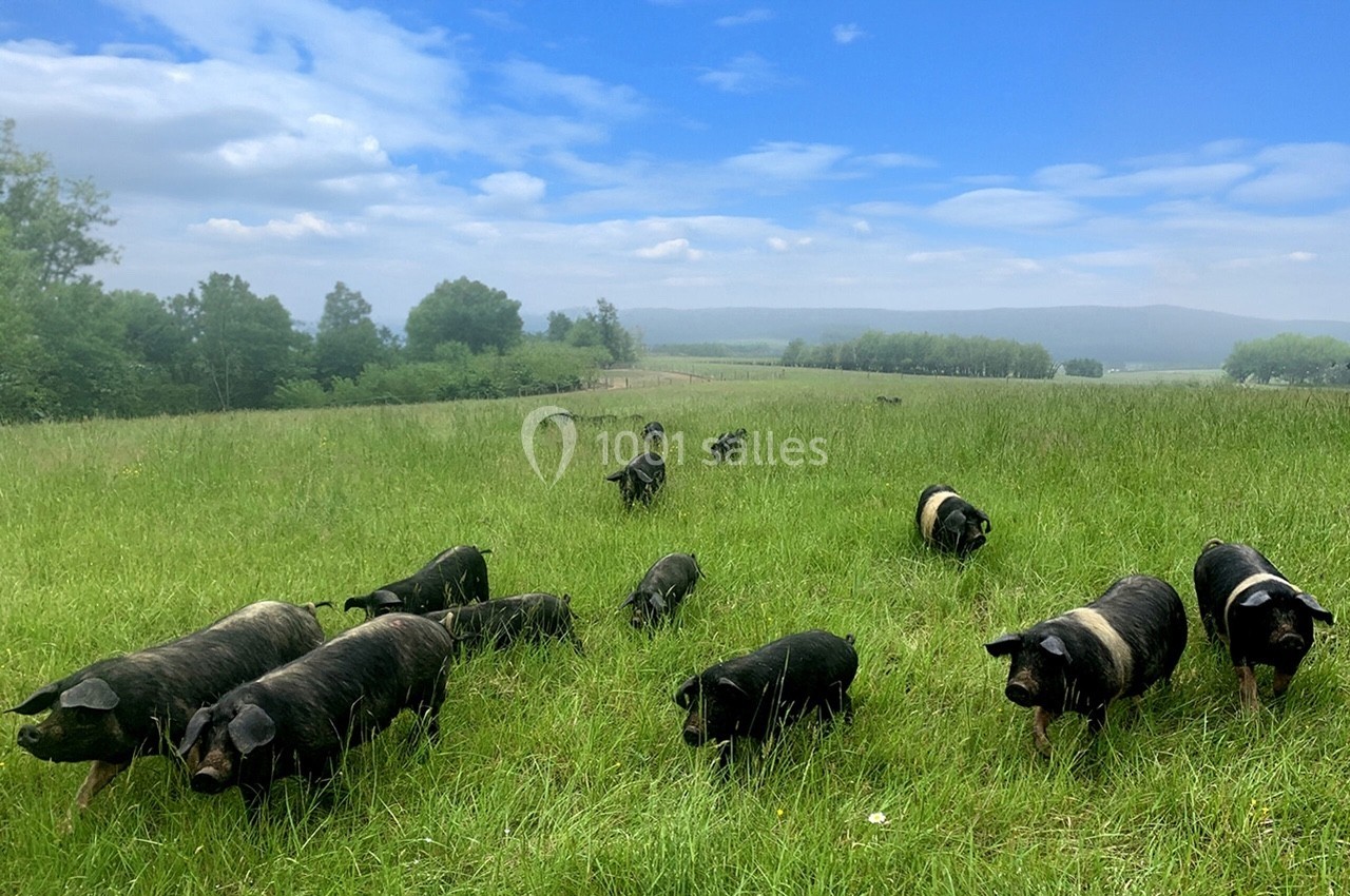 Cochons noirs et blancs broutant dans un vaste pré verdoyant sous un ciel partiellement nuageux.