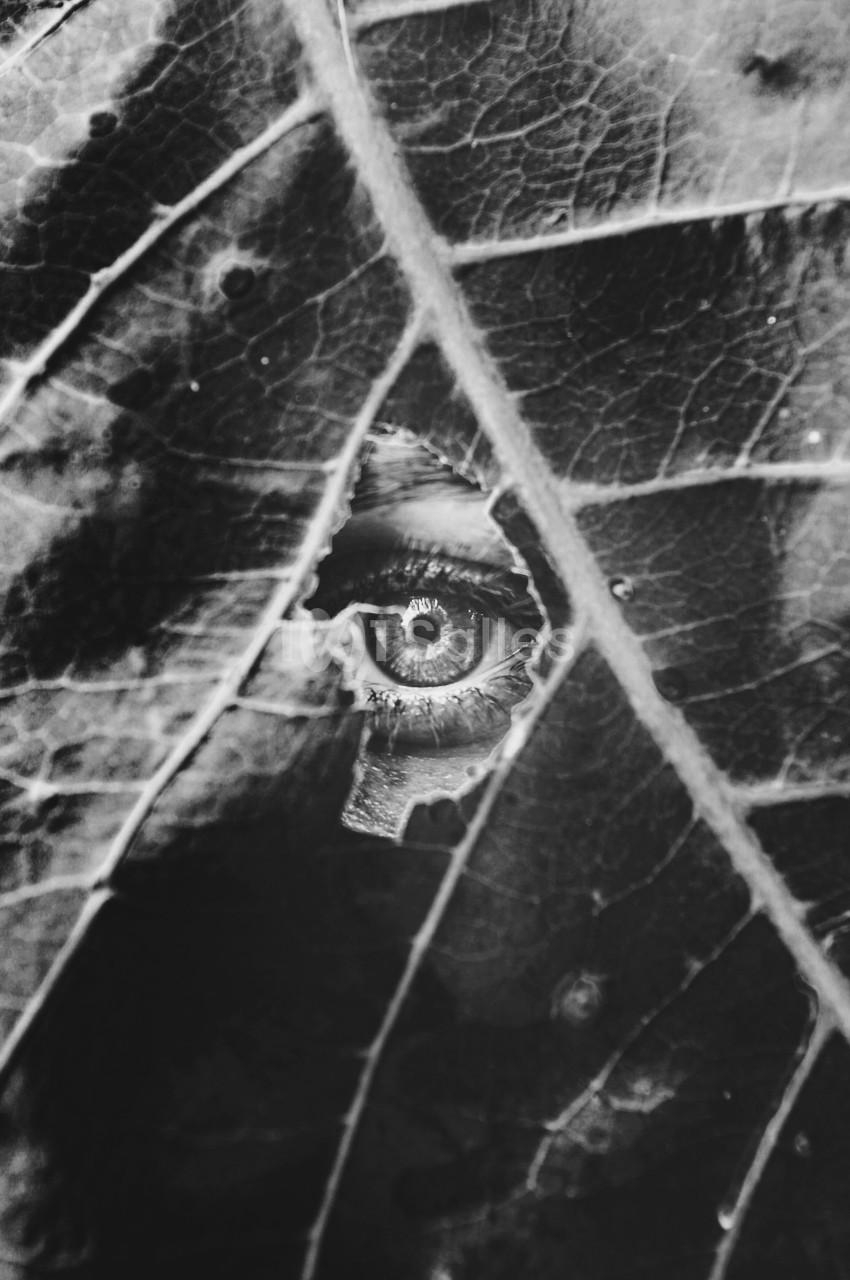Gros plan en noir et blanc sur un œil humain entouré de feuilles - portrait artistique.