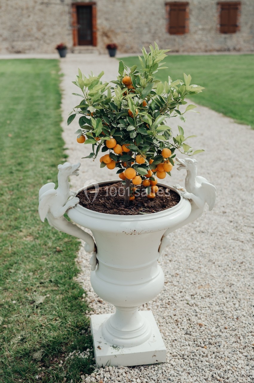 Petit oranger en pot décoratif blanc, placé sur un chemin de gravier devant un bâtiment en pierre.