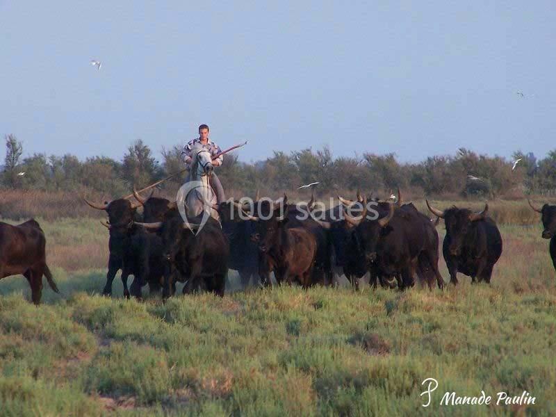 Mas Du Tamaris - galerie - photo 19