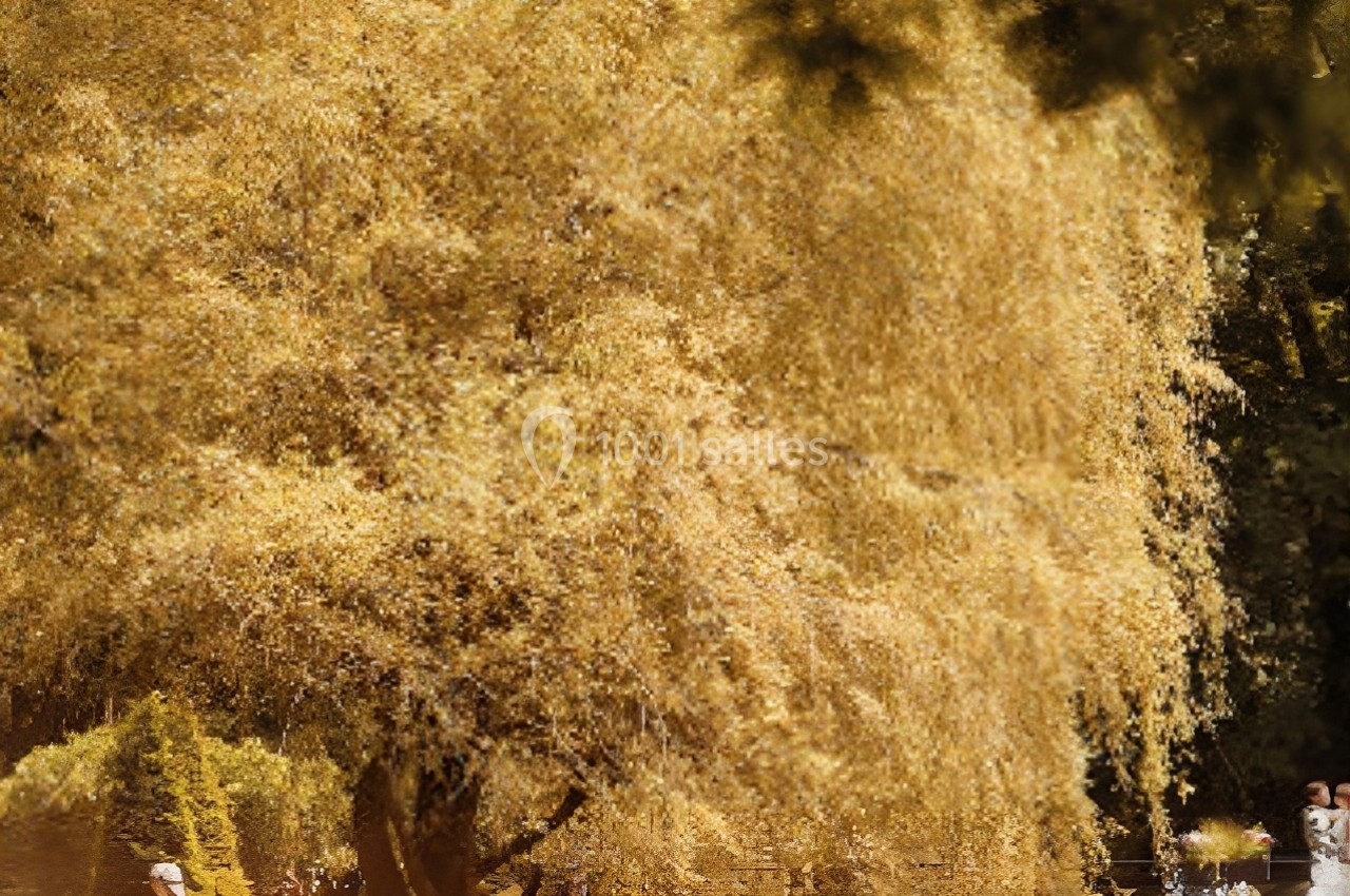Un grand arbre aux feuilles dorées sous une lumière chaude, entouré de végétation et de quelques passants.