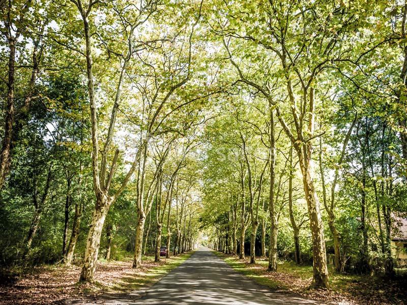 Domaine de la Forge - galerie - photo 18