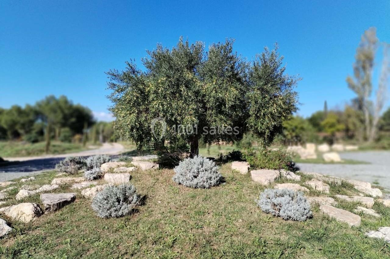 Un olivier entouré de buissons et de pierres dans un espace naturel sous un ciel bleu clair.