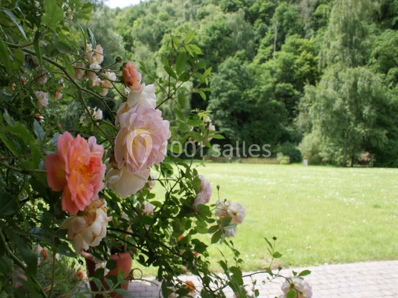 Roses roses et blanches en gros plan devant une pelouse et des arbres verdoyants sous un ciel clair.