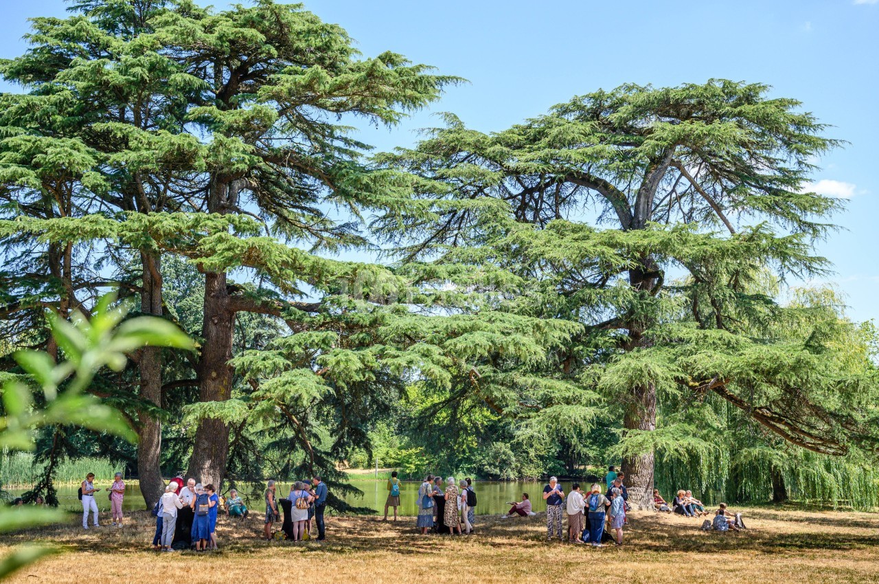 Groupe de personnes rassemblées sous de grands cèdres dans un parc verdoyant par une journée ensoleillée.