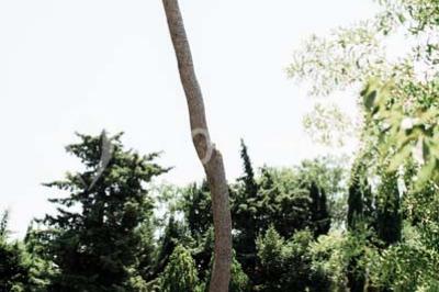 Miniature Location salle Pomérols (Hérault) - Domaine Fon de Rey #10 Piscine extérieure entourée de chaises longues, de végétation luxuriante et de grands arbres sous un ciel bleu.