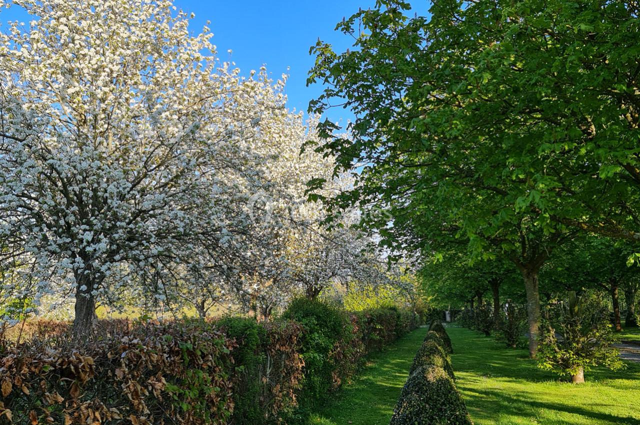 Allée bordée d'arbres en fleurs et de haies taillées, sous un ciel bleu dégagé.