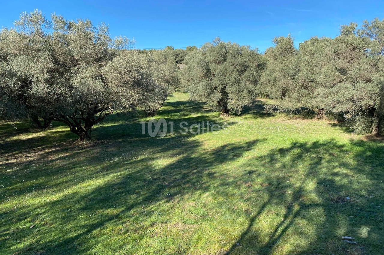 Champ d'oliviers sous un ciel bleu, avec des ombres d'arbres projetées sur l'herbe verte.