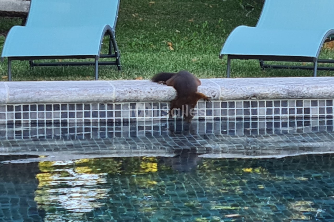 Un écureuil s'agrippe au bord d'une piscine, se penchant vers l'eau, avec des chaises longues en arrière-plan.