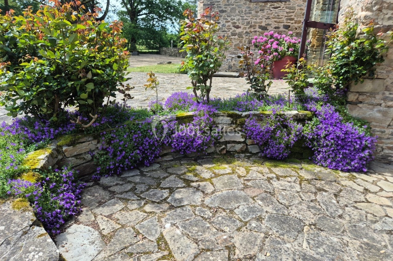 Massif de fleurs violettes et arbustes bordant un muret en pierre, sur une cour pavée ensoleillée.