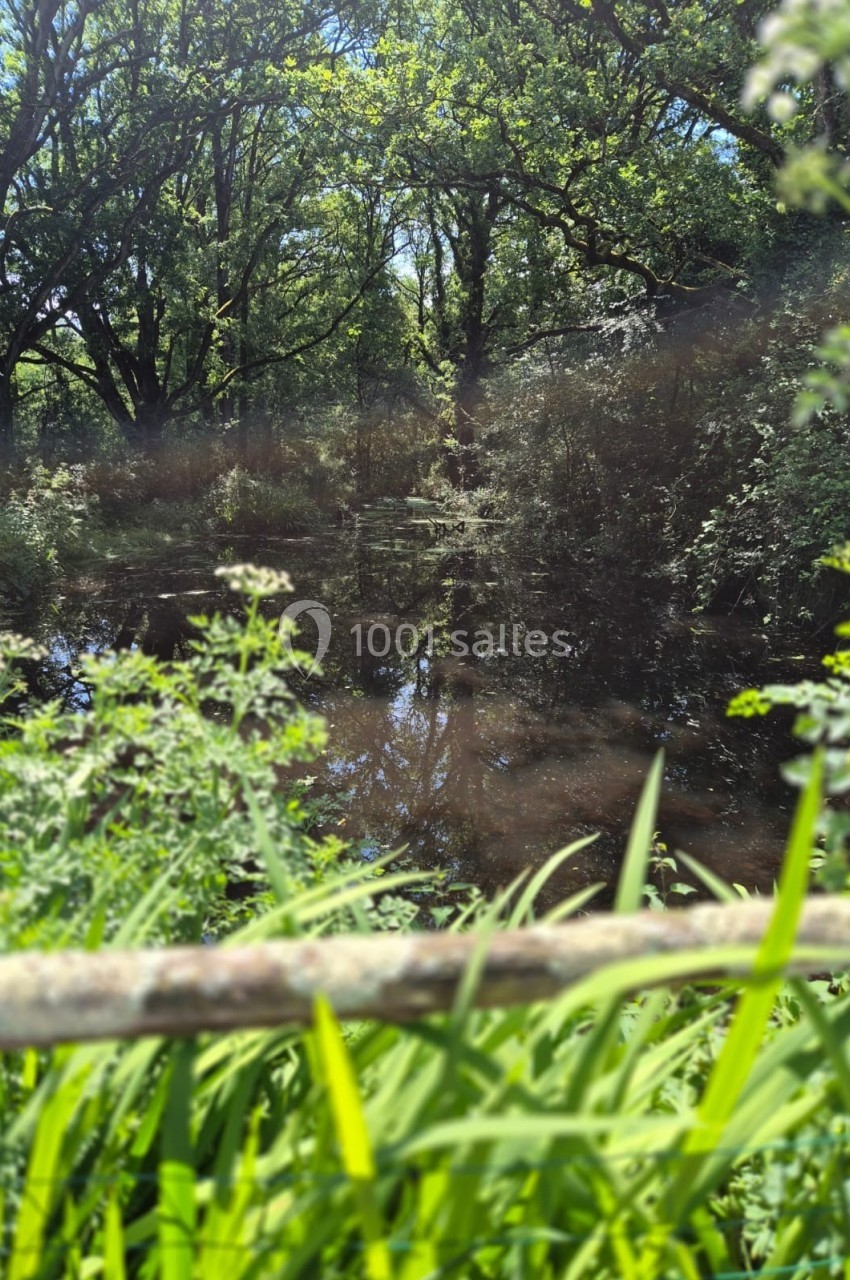 Étang calme entouré d'arbres et de végétation luxuriante sous une lumière naturelle.