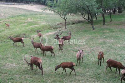Location salle Soumont (Hérault) - Prieuré Saint Michel De Grandmont #16