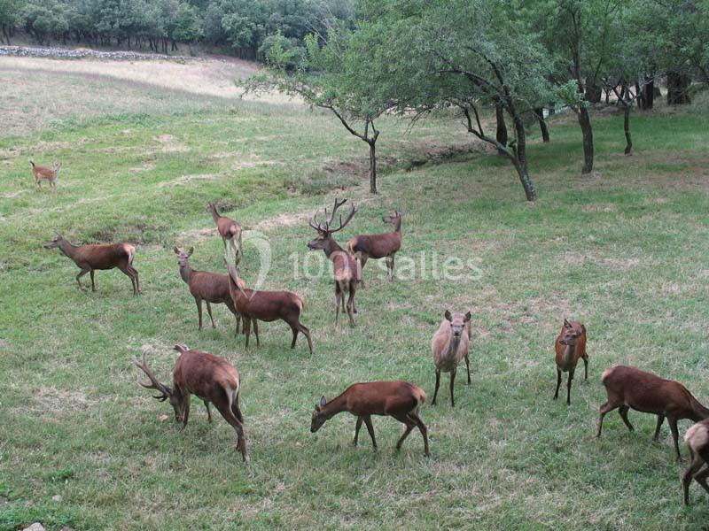 Location salle Soumont (Hérault) - Prieuré Saint Michel De Grandmont #13