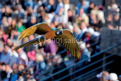 Location salle Villars-les-Dombes (Ain) - Le Parc Des Oiseaux #12