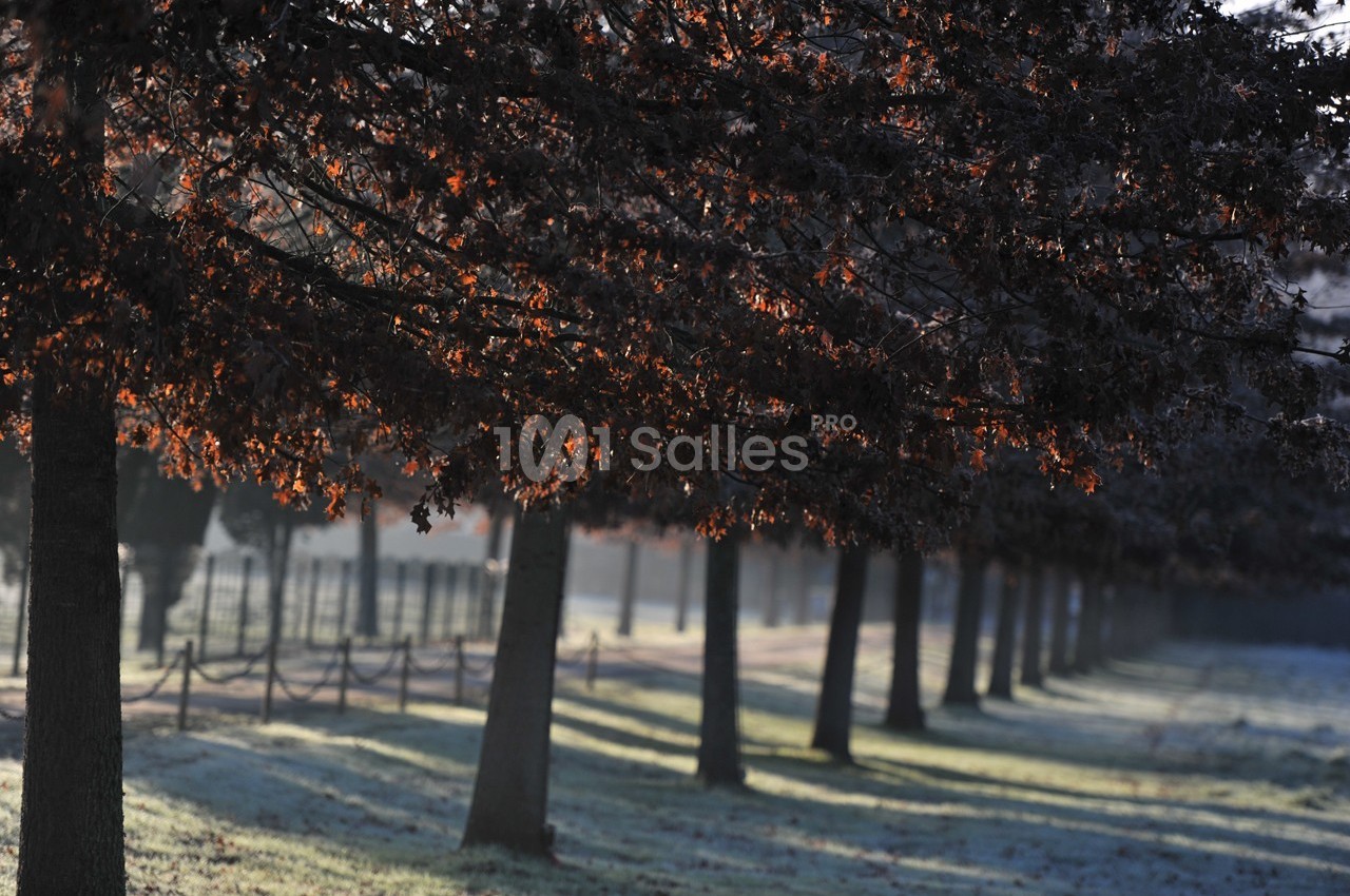 Alignement d'arbres aux feuilles brunes sous une lumière douce, projetant de longues ombres sur un sol légèrement givré.
