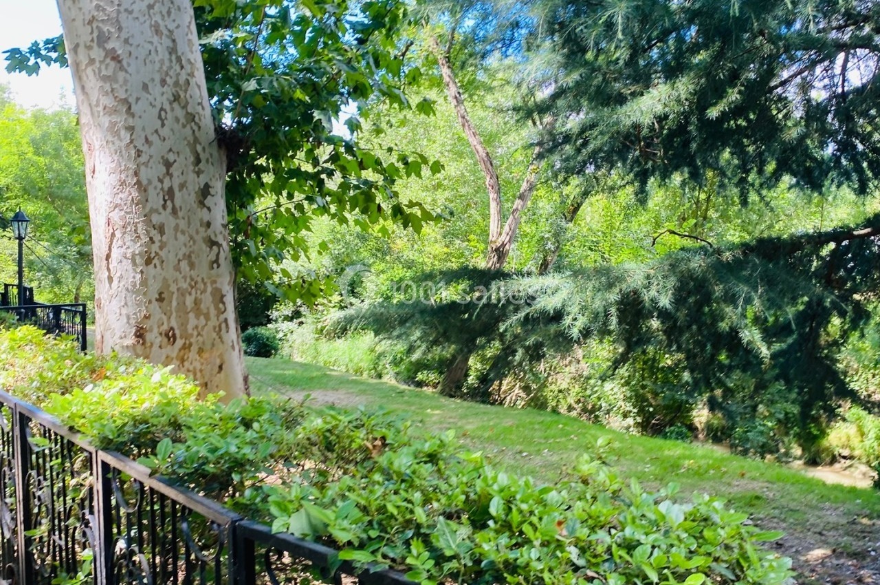 Allée bordée de verdure avec une barrière en métal noir, un grand arbre et des buissons sous un ciel dégagé.