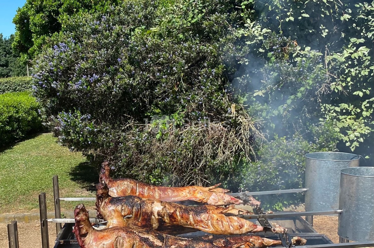 Trois porcs entiers rôtissant sur des broches au-dessus d'un feu, dans un jardin verdoyant par une journée ensoleillée.