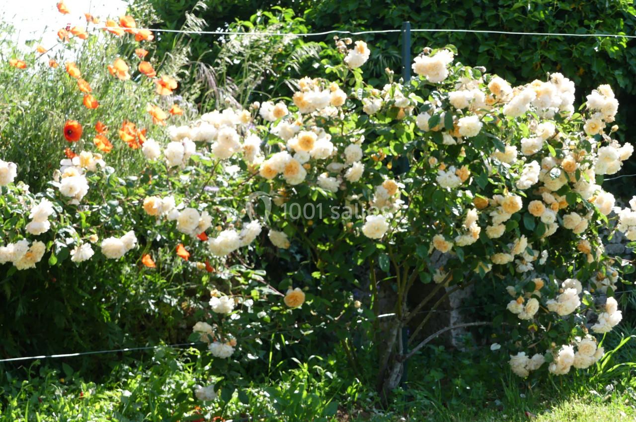 Location salle Sainte-Gemme-la-Plaine (Vendée) - Château de la Chevallerie #28 Rosier en fleurs avec des roses blanches et jaunes, entouré de végétation et de coquelicots dans un jardin.