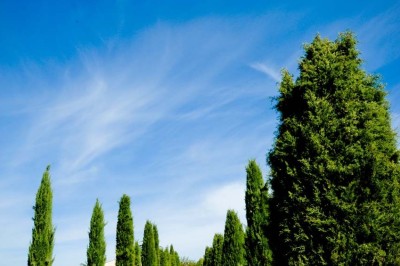 Miniature Location salle Ansouis (Vaucluse) - Le Grand Turcan #5 Salle avec un ancien pressoir en bois, des tonneaux, une table rouge avec bouteilles et des verres à vin.