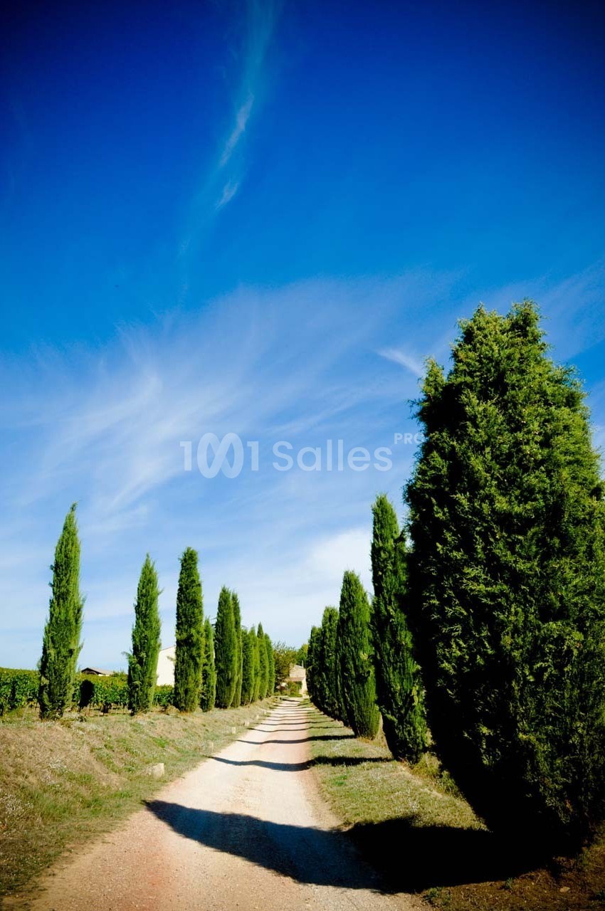 Chemin bordé de cyprès sous un ciel bleu dégagé, traversant un paysage rural.