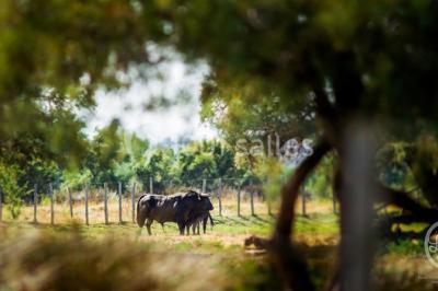 Miniature Location salle Fleury (Aude) - Manade Marge Domaine de la Batisse #22 Location salle Fleury (Aude) - Manade Marge Domaine de la Batisse #24