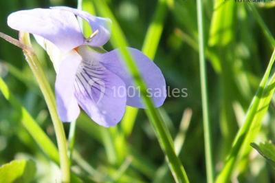 Location salle Lamure-sur-Azergues (Rhône) - Château De Pramenoux #23