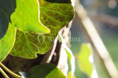 Location salle Lamure-sur-Azergues (Rhône) - Château De Pramenoux #23