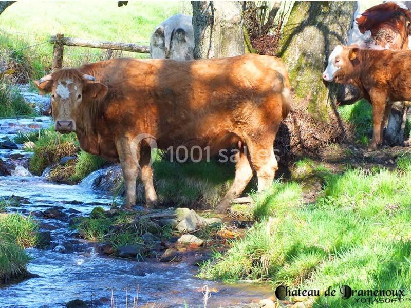 Location salle Lamure-sur-Azergues (Rhône) - Château De Pramenoux #22