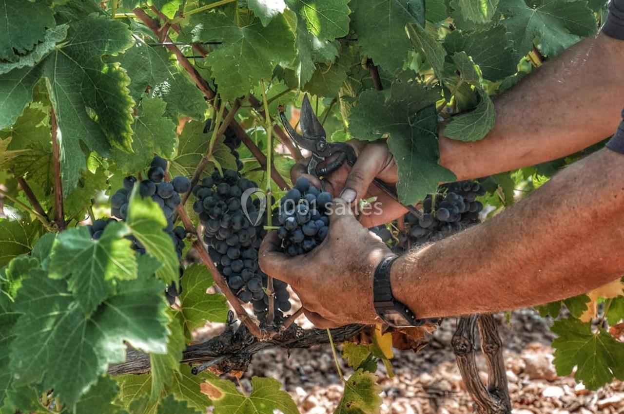 Le Clos de l'Amandaie - galerie - photo 31